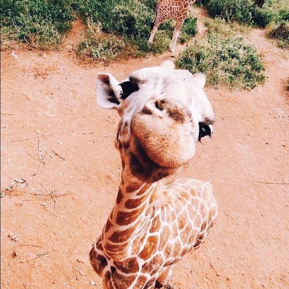 Meet your Posher, Julia - Picture 1 of 1